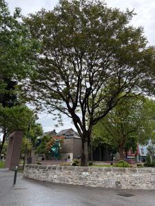 a large tree in front of a building at Shamrock Quay in Cork