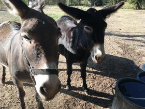 two donkeys standing next to each other on a dirt field at Dormir Ben Aise Hammam Massages in Maillezais +1 photo