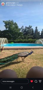 a bird walking in the grass near a pool at Casa dei Pavoni in Monte Gallo