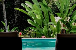 a pool with green plants in the background at Casas Versos do Mar in Marau +118 photos