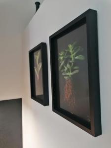 two framed pictures of a plant on a wall at Apartmán Nádvorie in Levoča +18 photos