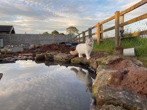 a cat sitting on the rocks next to a body of water at Batty lodge in Cockerham