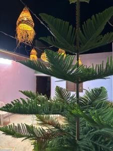 a large green plant in a room with lights at Agréable maison près de la plage in Aglou