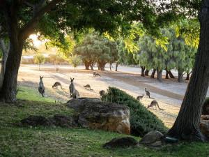 a group of kangaroos on a road with trees at Petra Olive 5 in Yallingup