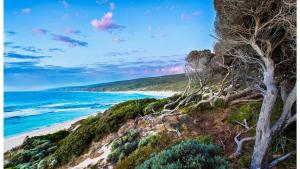 a tree on a hill next to a beach at Surfside 9 - In the Idyllic Yallingup Beach Scene in Yallingup