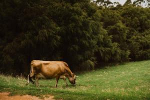 a brown cow grazing in a field of grass at Wandagar Eco Tent - Carnaby in Pemberton