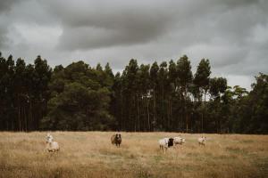 a group of sheep standing in a field at Wandagar Eco Tent - Carnaby in Pemberton