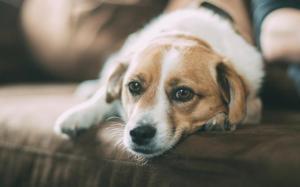 a brown and white dog laying on a couch at Zoo Hotel in Yerevan