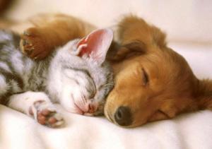 a dog and a cat sleeping next to each other at Zoo Hotel in Yerevan