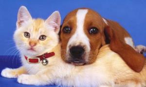a dog and a cat sitting next to each other at Zoo Hotel in Yerevan