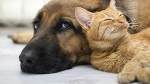a dog and a cat laying next to each other at Zoo Hotel in Yerevan