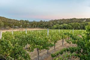 an aerial view of a vineyard with grapes at Cockatoo Lodge - Winery Retreat at Rivendell Estate in Yallingup Siding