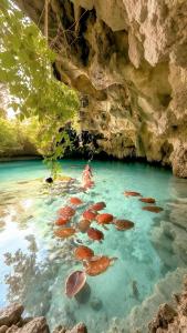a group of turtles swimming in the water in a cave at Maison Studio indépendante in Nungwi