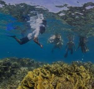 a group of people swimming over a coral reef at Nanz's Homestay in Ngunu