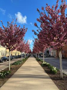 a row of trees with pink flowers on a sidewalk at Dat Kleenood in Wismar +15 photos