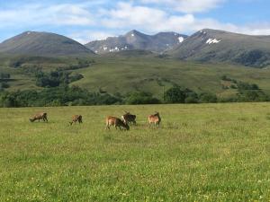 a group of animals grazing in a field of grass at Rowantree View in Roybridge