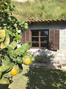 a building with a window and a tree at Eco-Refúgio Cantareira in Mairiporã
