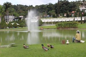 a group of ducks standing around a pond with a fountain at Treetops Home in Teresópolis