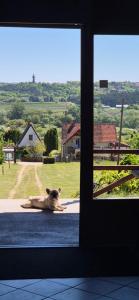 a dog laying on the ground looking out a window at Panorama Wine & Chill in Hévíz +25 photos