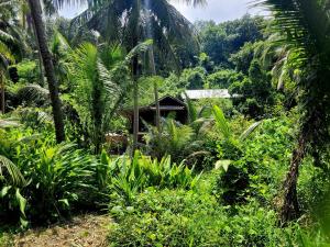 a house in the jungle with trees and plants at LowKey Villa - Quiet Jungle Beach Escape in Ko Kood