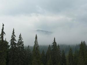 a group of pine trees in a foggy forest at UnderДіл in Krivopolʼye