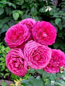 a group of pink roses in a garden at BOHO House in Cholpon-Ata