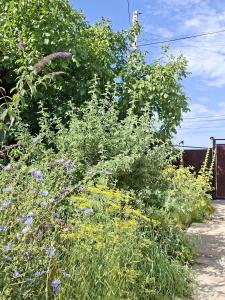 a bush with purple flowers in a garden at BOHO House in Cholpon-Ata