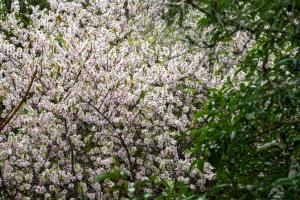 a tree with white flowers and green leaves at Green Emerald in Haifa