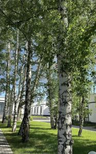 a group of trees in a field of grass at Атлантис in Chon-Sary-Oy