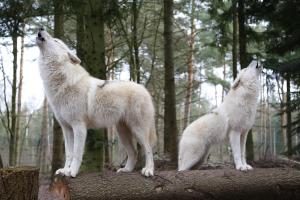 Su svečiais apgyvendinimo įstaigoje Wolfcenter Tipis - ohne Betten - inklusive Eintritt in das Wolfcenter für zwei Tage viešintys augintiniai