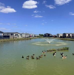 a group of ducks swimming in a pond at Maisy's Retreat in Chapel Saint Leonards