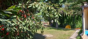 a garden with a tree with red berries on it at Domki u Ani in Białka