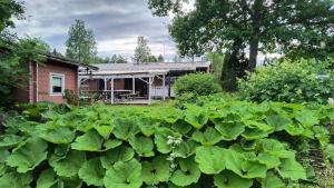 a house with a large field of lettuce in front of it at Ventum Village in Punkaharju