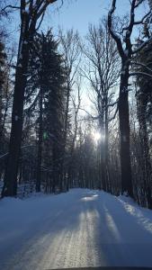 uma estrada coberta de neve com o sol brilhando através das árvores em Potoczek 19 em Międzylesie