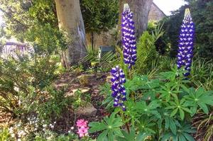 a bunch of purple flowers in a garden at Stow Lodge Hotel in Stow on the Wold