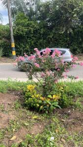 a bunch of pink flowers in front of a car at BLUE DAYS Hotel Melgar in Melgar