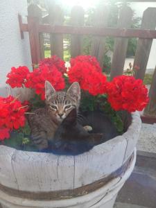 a kitten laying in a pot of flowers at Mareiter Stein Blasighof in Racines