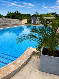 a large blue swimming pool with a palm tree next to it at ADMAR Rooms & Restaurant in Costinesti
