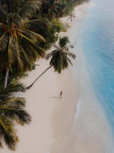 an aerial view of a beach with palm trees at La Belle Hollow Trees in Katiet