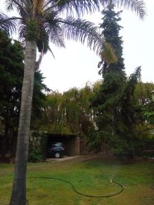 a palm tree with a hose in a yard at Cabañita La Paz Villa Sanagasta in Villa Bustos +17 photos