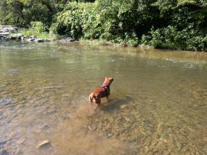 a dog standing in the water in a river at Le Clos d'Ingersheim in Ingersheim