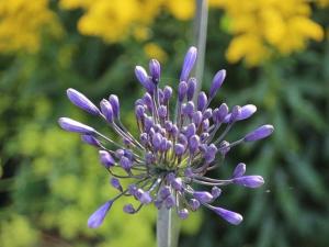 a close up of a purple flower with at Au Pré Carré in Plumergat