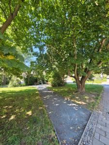 a tree lined path in a park with trees at Plauen-West in Plauen +5 photos