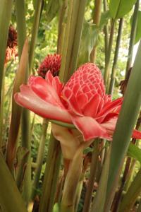 a red flower in the middle of a cactus at Casinha da Roça Java in Santa Adelaide +6 photos
