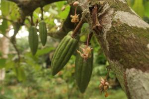 a bunch of green bananas hanging from a tree at Casinha da Roça Java in Santa Adelaide