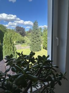 a potted plant sitting on a window sill at DREI SEEN HOTEL BRANDENBURG in Lindow Ratskeller in Lindow