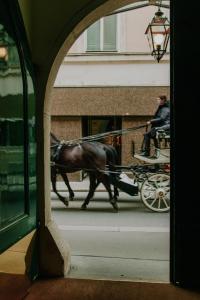 a horse pulling a carriage on a city street at Hotel König von Ungarn in Vienna