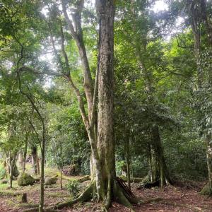 a group of trees in a wooded area at Bosque Alto Lodge in Platanal +3 photos