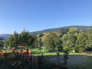 a field with trees and a hill in the background at Карпатська перлина in Iltsi +10 photos