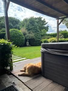 an orange dog laying on a wooden deck at B&B Sonnegaerde in Arnhem